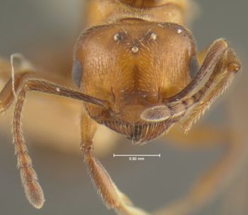 Media type: image;   Entomology 20825 Aspect: head frontal view